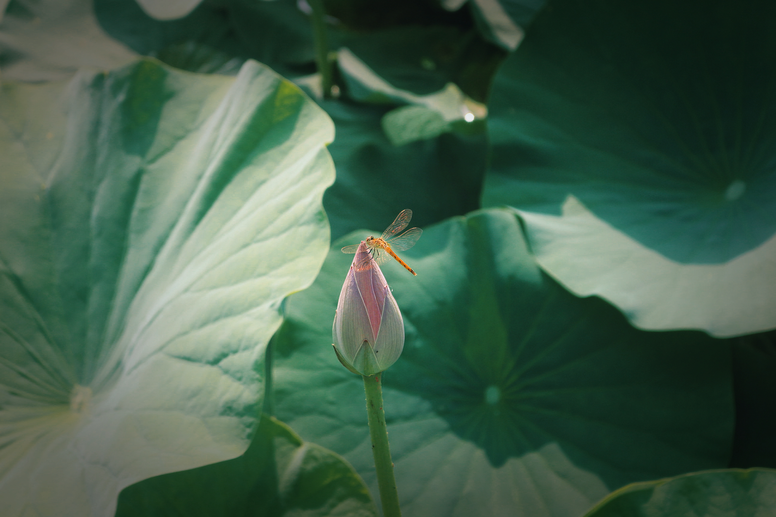 点击放大图片 荷花 (1).JPG