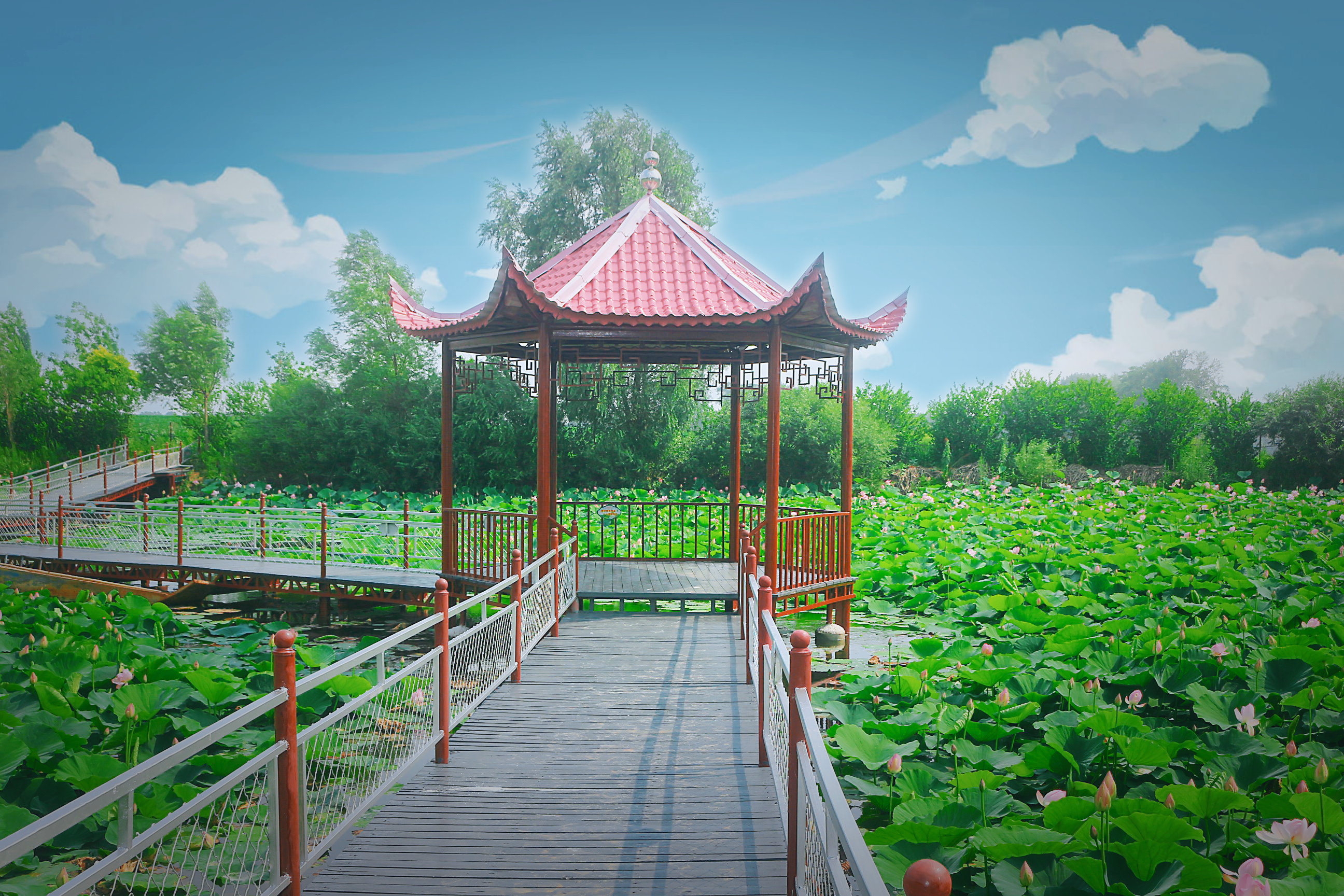 点击放大图片 荷花 (2).JPG