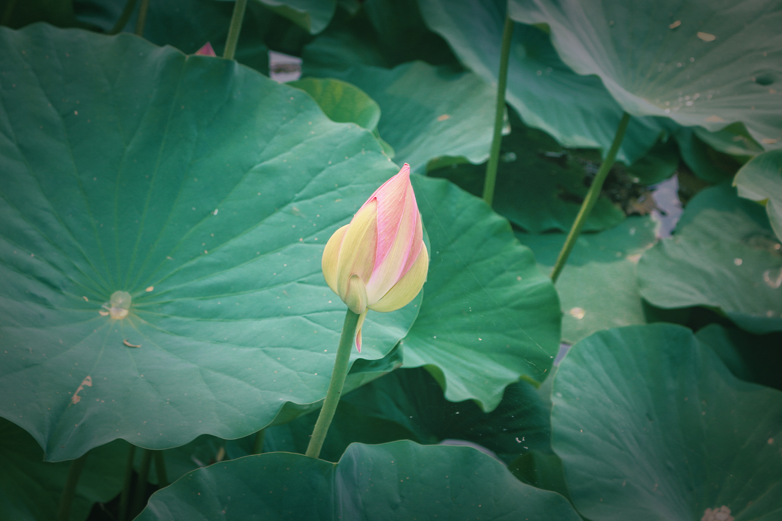 点击放大图片 荷花 (3).JPG