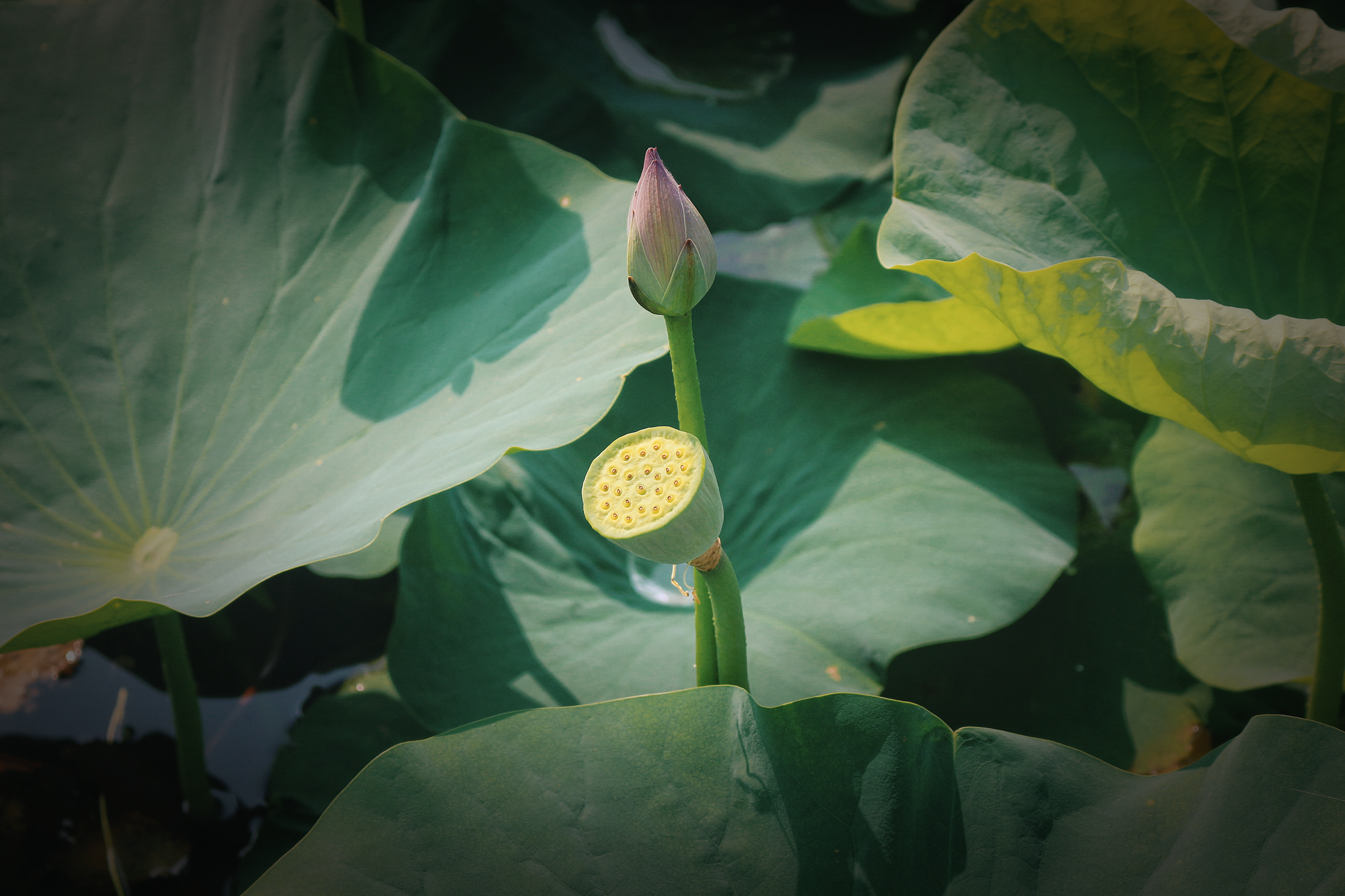 点击放大图片 荷花 (4).JPG