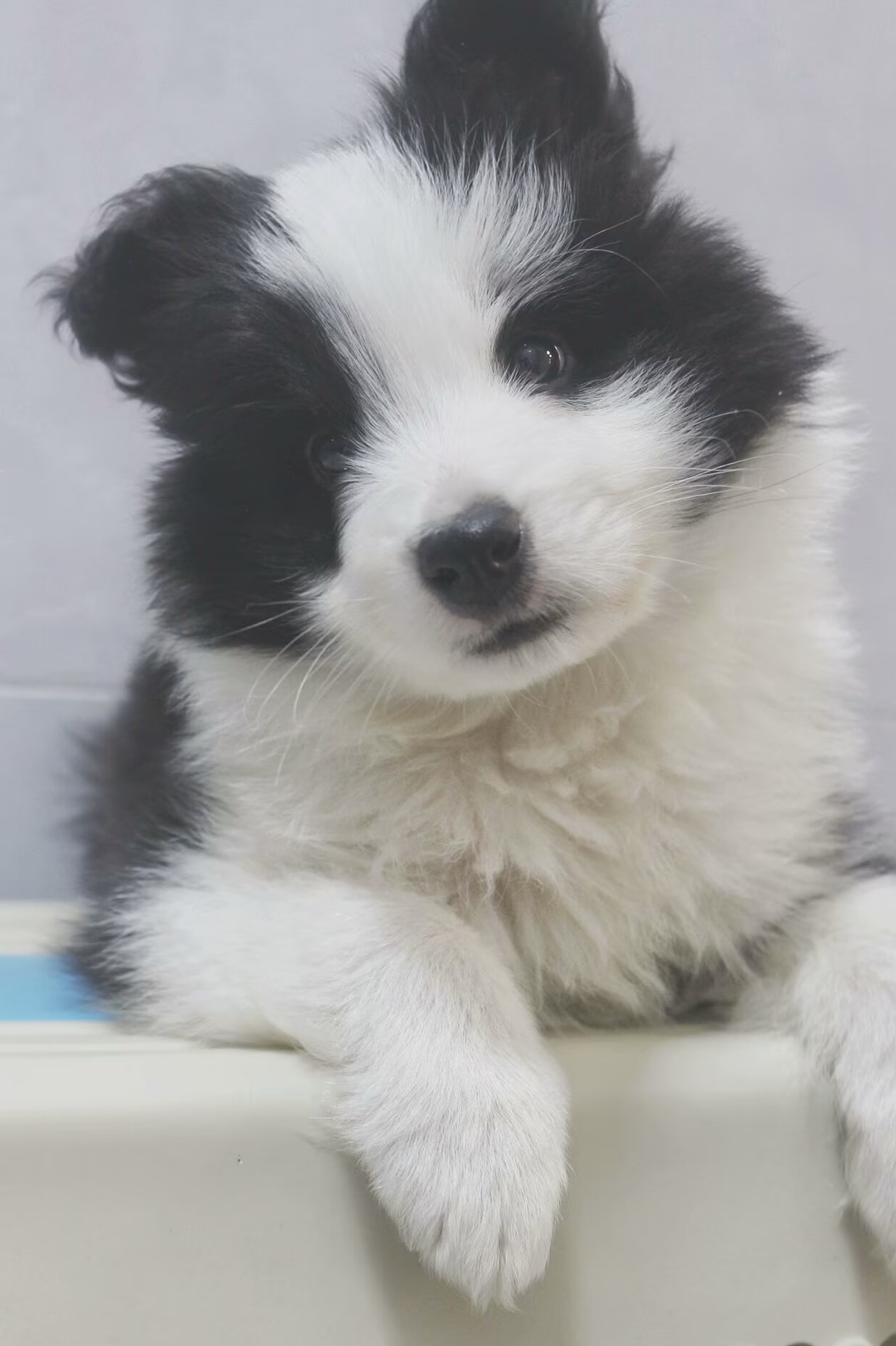 刚接回来约2月时